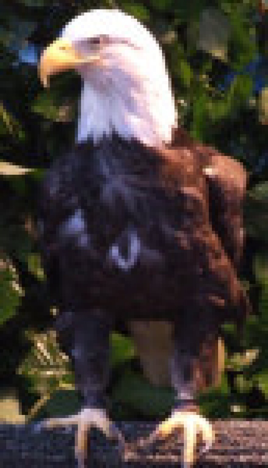 spirit-eagle.jpg