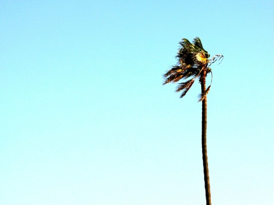 palm-tree-wind-sky.jpg