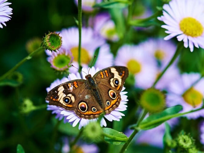 A butterfly at the Natural History Museum in Los Angeles.