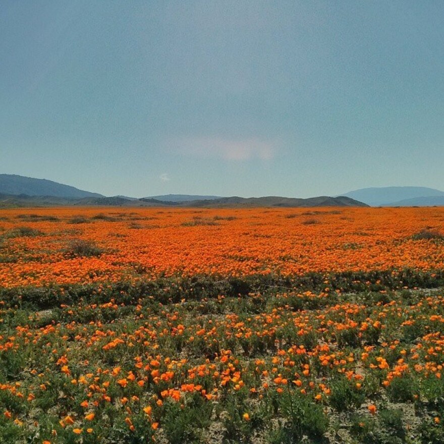 Poppies in Lancaster.