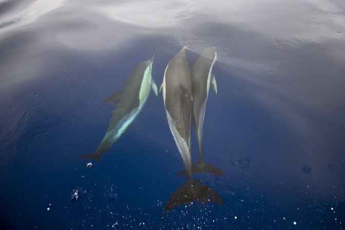 Dolphins swim in the Atlantic Ocean off the coast of Sao Miguel island in the Azores on June 2, 2015. With its lush vegetation, lakes resting on the bottom of volcanic craters and colonies of sperm whales, the Portuguese Azores archipelago has everything what a lost paradise could offer to nature lovers, who flock en masse since the arrival of low cost airlines at the end of March, 2015. AFP PHOTO / PATRICIA DE MELO MOREIRA

TO GO WITH A AFP STORY BY THOMAS CABRAL -        (Photo credit should read PATRICIA DE MELO MOREIRA/AFP/Getty Images)