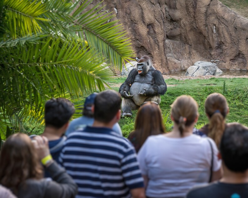 A gorilla is seated on grass gesturing toward a crowd as if addressing crowd.