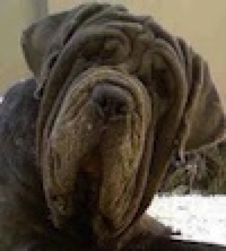 mastiff.jpg