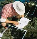 Identifying species using a transect. Each end of the tape measure is precisely located using a global positioning satellite, then the population in each white square is counted. Future scientists can return to this exact site years later to study changes
