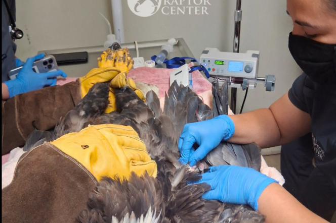 An eagle is being held on an exam table with one person wearing yellow gloves outside of the frame. Another person wearing a facemask is examining the eagle's wing.