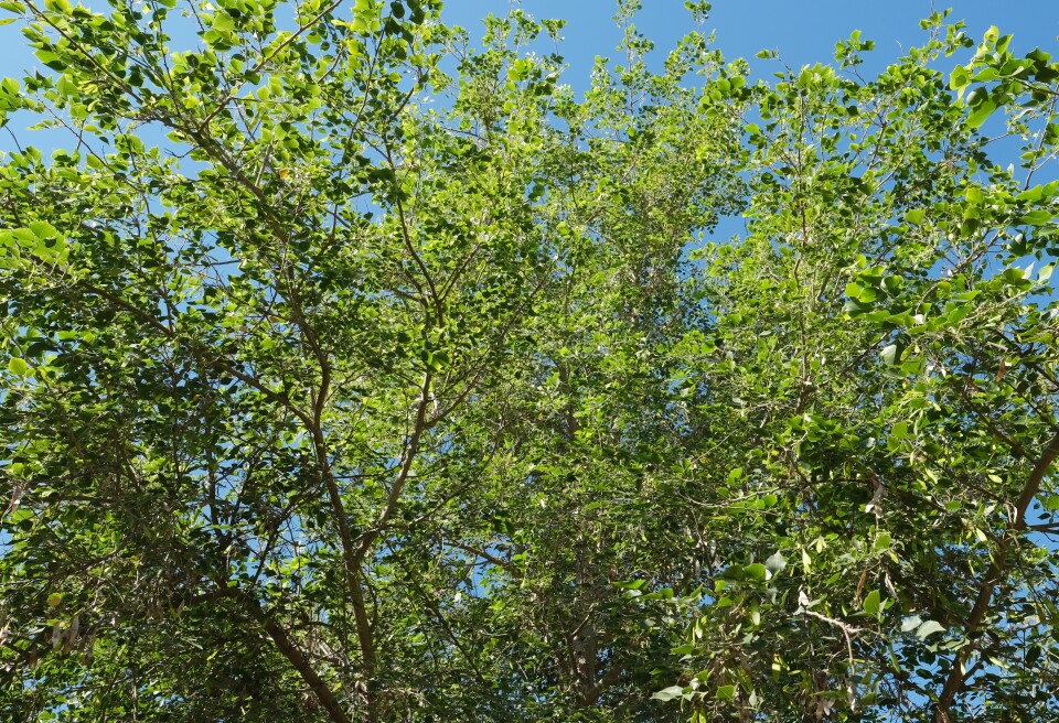 Green leaves and branches against a blue sky.