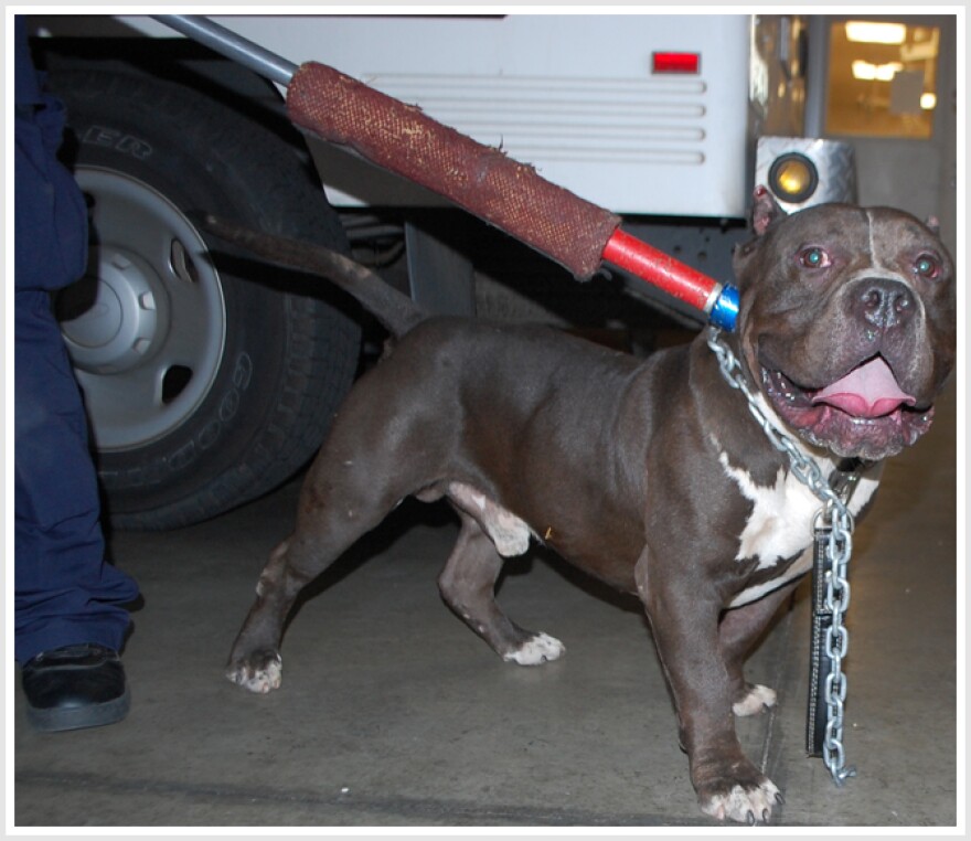 pit-bull-riverside-8-12-2013.jpg