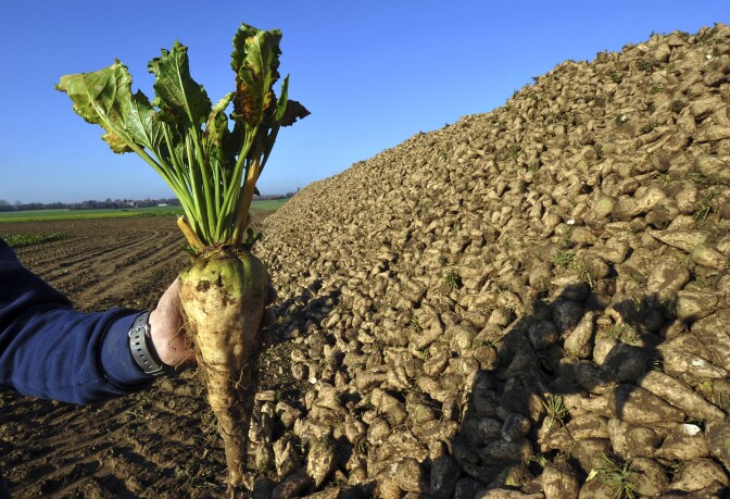 A farmer shows a sugar beet (Beta Vulgaris) after it was harvested in the French northern town of Lilliers, on November 17, 2011. Last rainy summer is synonymous with a record harvest for northern France beet greemers. 