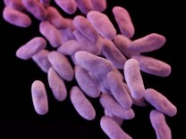 This illustration released by the Centers for Disease Control and Prevention shows a group of carbapenem-resistant Enterobacteriaceae bacteria.