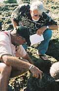 The expeditions chief scientist, Bill Gilly, rolls rocks on the shore of La Paz bay looking for animals as NPRs John McChesney looks on.