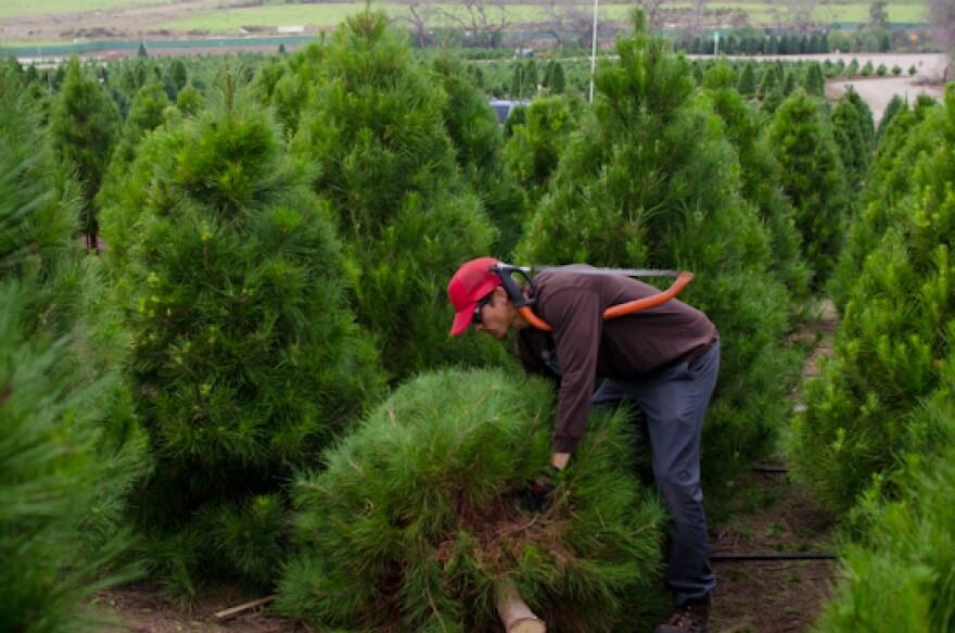 Steven Simms picks up the Johnson's Christmas tree at Peltzer Pines in Brea, Calif., Wednesday, Dec. 12, 2012. Simms has worked at Peltzer for five years.