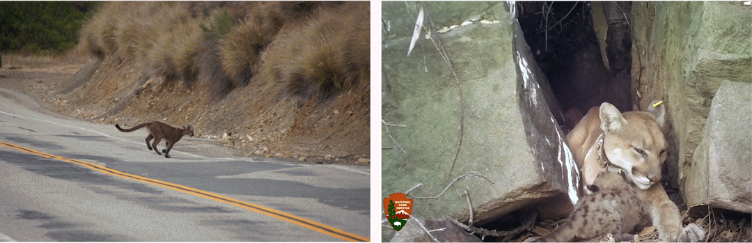 In the image on the left, a mountain lion runs across a two-lane highway toward brown brush on the other side. In the video on the right side, a mountain lion nuzzles her spotted cub, laying between large rocks on either side.