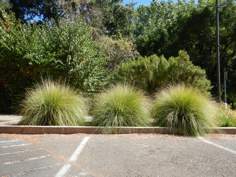 Three mounds of spikey Deergrass planted next to a parking lot.