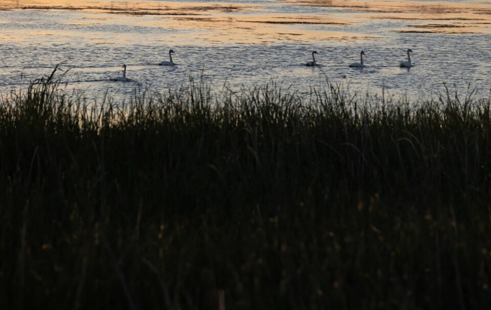 A group of swans drift along the water in a marshy wetland.