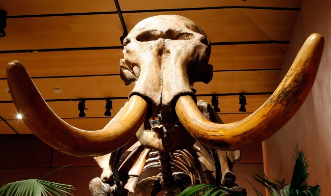 A woolly mammoth skeleton with 90 percent of its original bones is displayed at the Venetian Resort Hotel Casino September 30, 2009 in Las Vegas, Nevada.