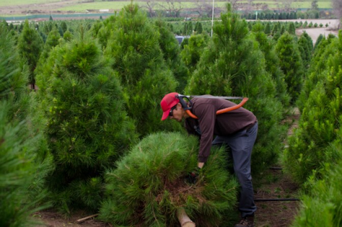 Steven Simms picks up the Johnson's Christmas tree at Peltzer Pines in Brea, Calif., Wednesday, Dec. 12, 2012. Simms has worked at Peltzer for five years.