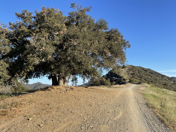A broad oak tree rises next to a dirt trail in the mountains.