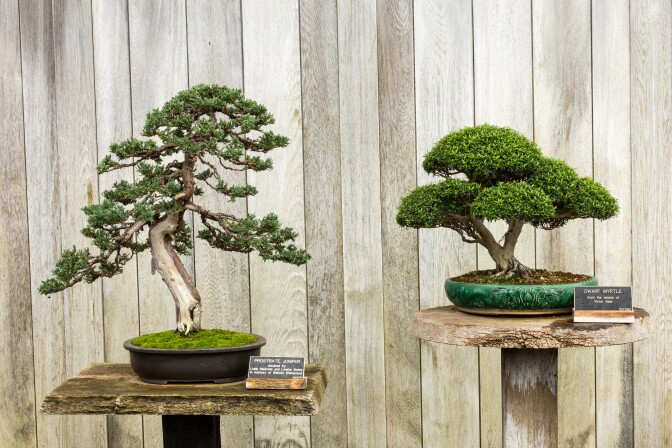 Two bonsai trees sit on pedestals in front of a wooden fence. 