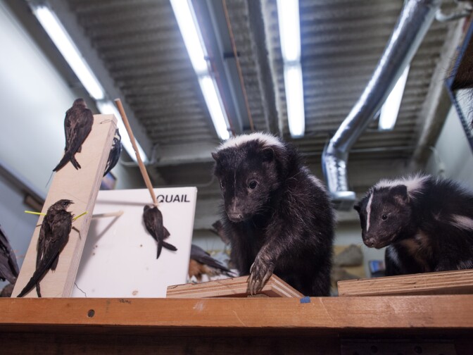 Taxidermy skunks in the office of the Natural History Museum in Los Angeles.