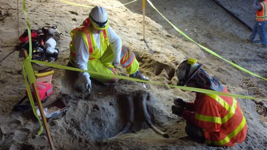  Workers along the Metro purple line found parts of a tusk, teeth and skull of a mastadon or mammoth along their building route.