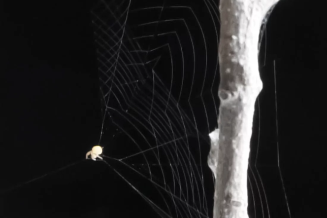 The ray spider is about the size of a grain of sand, yet it weaves a web with a twist to help it catch its prey.