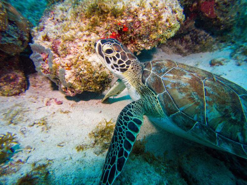 A brown and white colored green sea turtle swims on the ocean floor with coral and sand around it