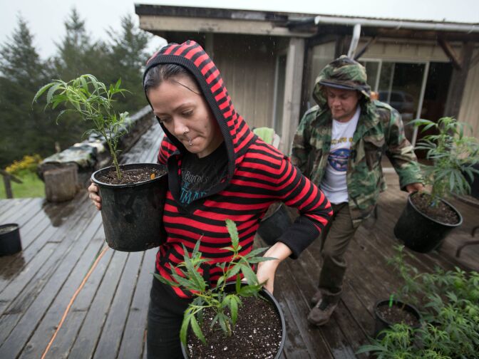 Percilla and Chris, who are part of a live/work exchange program, carry marijuana plants into a greenhouse in Mendocino County, California on April 19, 2017.