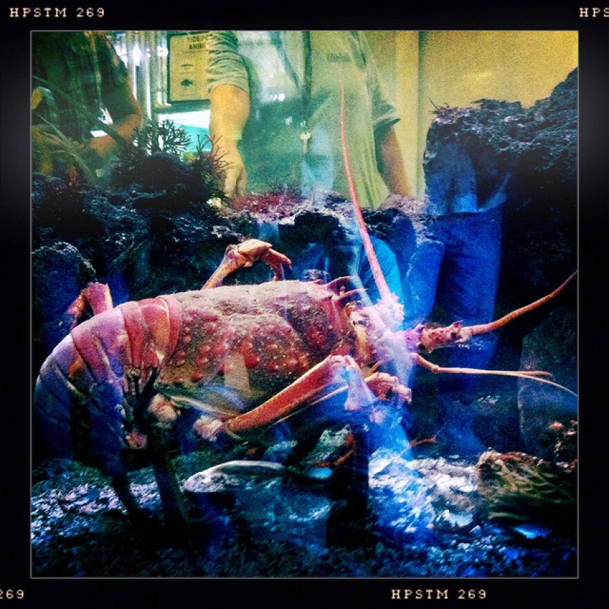 lobster.jpg