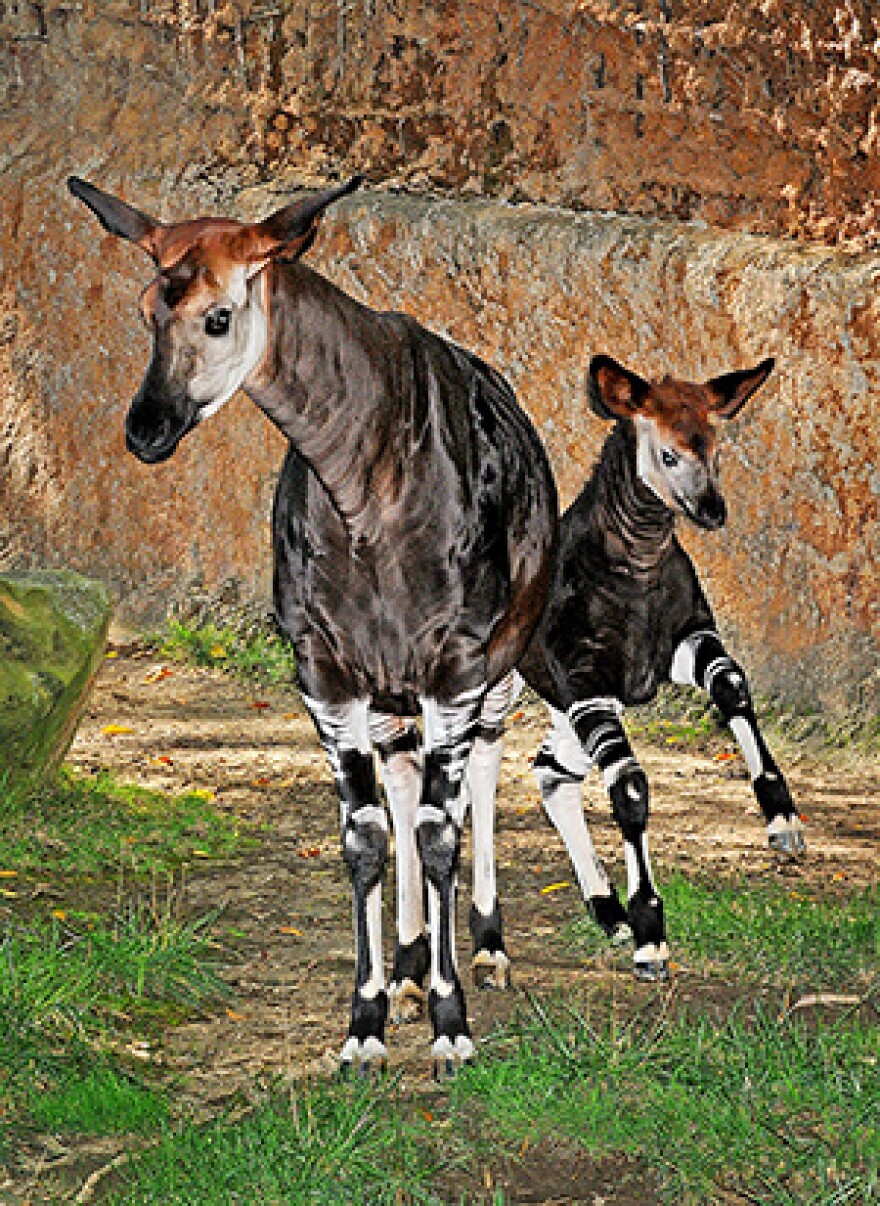 OkapiMomCalf_TM.jpg