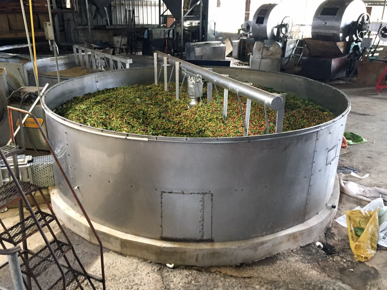 Bins of coffee beans spared by the storm wait for processing. Harvesting had only just begun before Maria.