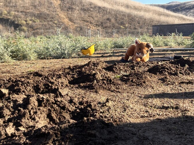 A brown small stuffed mountain lion plushie is laying on dirt in front of a handful of holes buried into the ground.