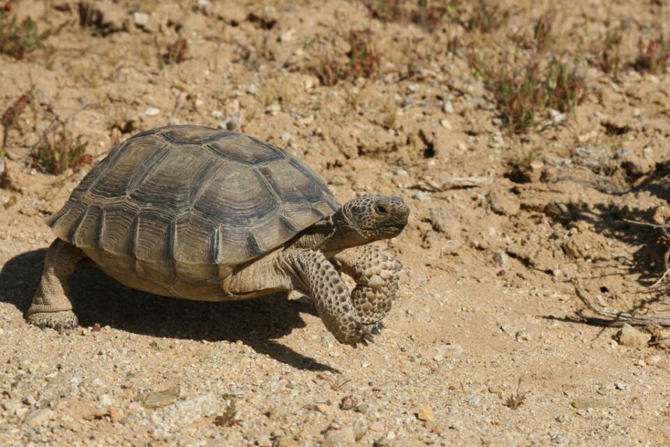 A desert tortoise NOT named Mr Tennenbaum