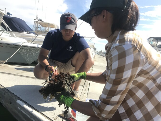Smithsonian scientists Andy Chang and Elena Hunynh pull up plastic panels covered with marine life from Peter's Landing Marina in Huntington Beach. 