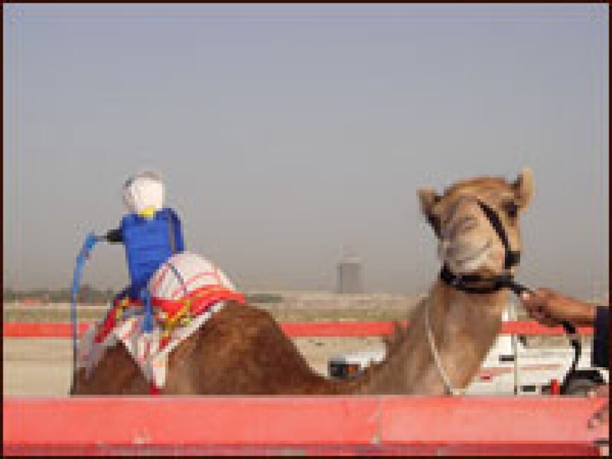 A racing camel outfitted with a blue robot jockey waits for the next race.