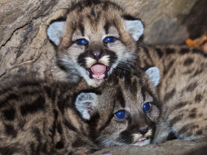 Mountain lion kittens P-46 and P-47 are seen at their den in the western Santa Monica Mountains.