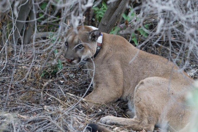 Mountain lion P-12 has fathered eight documented litters of kittens, as of October 2015.