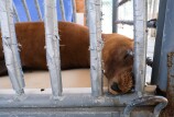 Brown sea lion laying in a cage.
