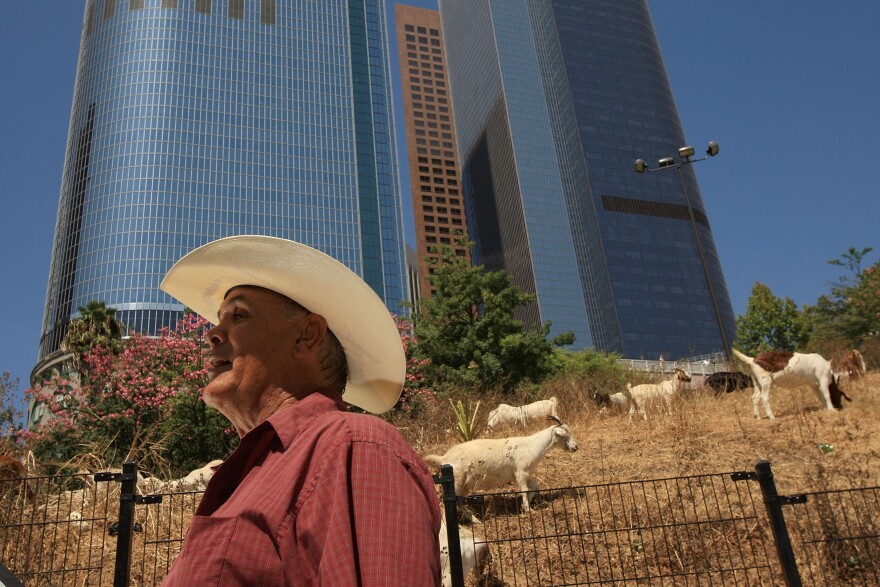 LOS ANGELES, CA - SEPTEMBER 09: Goat-keeper George Gonzales watches over a herd of 100 South African Boer goats chews on tough weeds and dry grasses to clear a steep hillside lot near the Angels Flight funicular railroad on September 9, 2008 in the Bunker Hill high-rise district of downtown Los Angeles, California. Leaders of the Los Angeles Community Redevelopment Agency rented the goats as an economical and environmentally friendly alternative to using gas-powered weed-whacker-wielding humans. Human workers would have charged as much as $7,500 to clear the 2 ½-acre Angels Knoll lot. The goats cost only about $3,000 and there will be no overtime charges. An additional 50 goats will be added to the herd soon to help complete the job in the next week to 10-days. (Photo by David McNew/Getty Images)