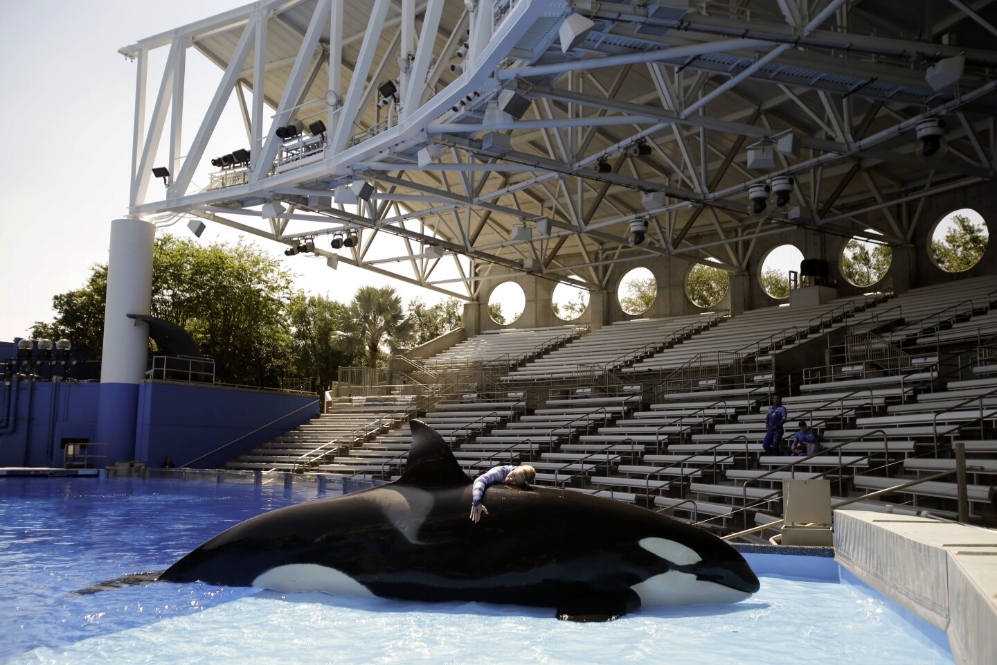 In this April 10, 2014 photo, Sea World trainer Michelle Shoemaker hugs killer whale Kayla as she works on a routine before a show, in Orlando, Fla. SeaWorld Entertainment, Inc. has faced criticism over its treatment of its captive killer whales since the release of the highly-critical documentary, "Blackfish," last year. (AP Photo/John Raoux)