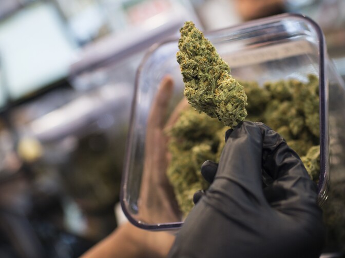 "Green Crack" is one of 55 strains currently available at Kushmart, one of the largest medical marijuana dispensaries in downtown Los Angeles, on Monday afternoon, Feb. 29, 2016.