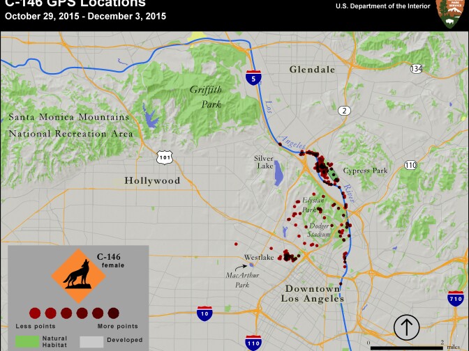 A map of C-146's movements show she primarily stayed along the Los Angeles River but traveled around Downtown before dying in MacArthur Park. 