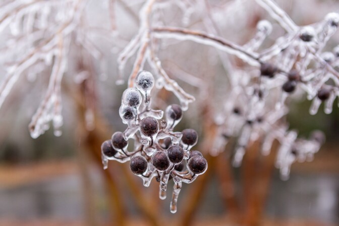 Crape myrtle berries are covered in ice after a rare winter ice storm swept across the South February 12, 2014 in Summerville, South Carolina. More than 400,000 customers have lost power across the Southeast and at least 13 deaths caused by the storm.  