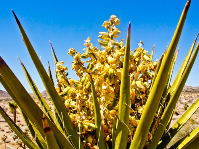 Flowers in bloom at Joshua Tree National Park. Photo submitted by user Nillie De Grakovac. 