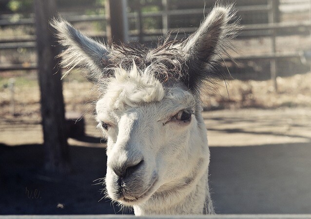alpaca.jpg