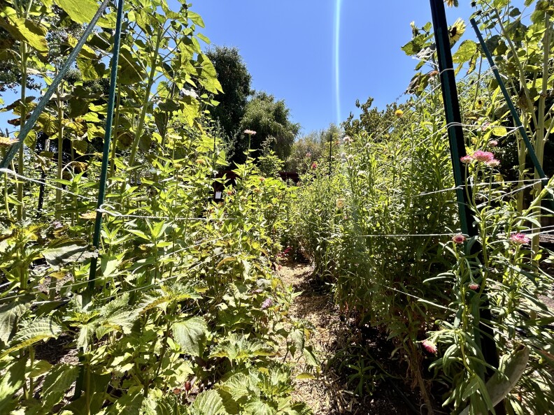 Tall, green flower stems are growing between metal stakes and fencing on a clear, sunny morning. 