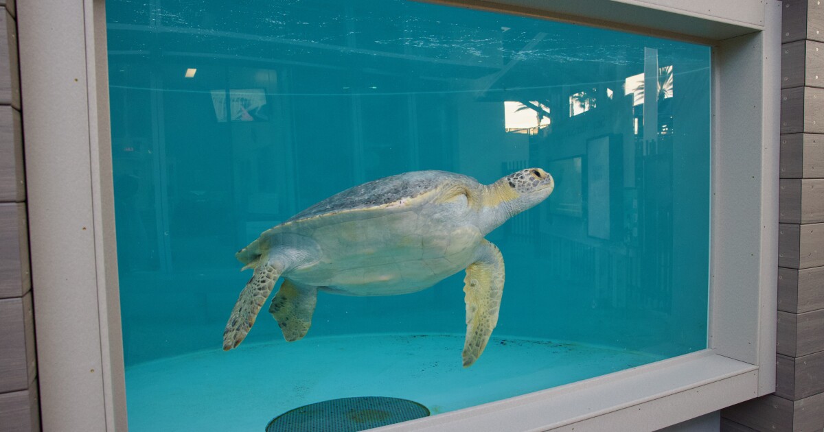 Want to see Porkchop the sea turtle? Rescue habitat is now open in Long Beach