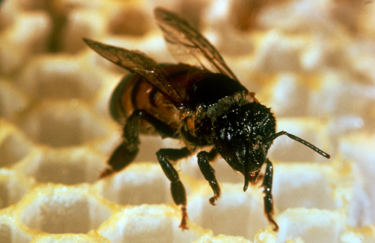 A Swarm Of 30 To 40k Africanized Bees Sends 5 To Hospital In Pasadena