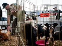 Members of the Fayette Co. Animal Control, Animal Rescue and the West Tenn. Drug Task Force round up 128 dogs found in a U-Haul trailer that was pulled over on to investigate for drugs on I-40 East of Memphis, Tenn. on Jan. 17, 2012. Instead, the dogs and one cat were found, all of which were locked in cages with tie-fasteners and no ventilation.