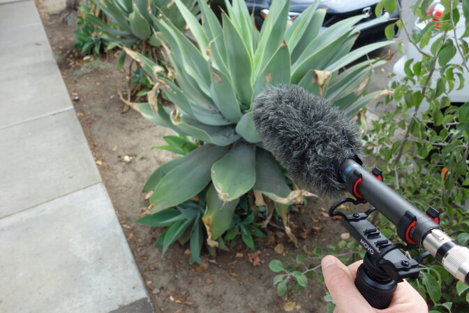 A hand holds a microphone pointed at a succulent plant on the side of the sidewalk.