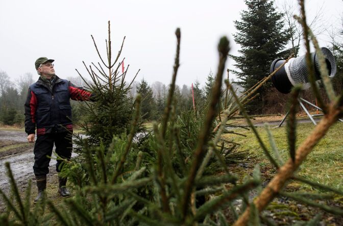 Eskil Andersson inspects trees at his Christmas tree farm in Sankt Olof in southern Sweden on December 19, 2017.
